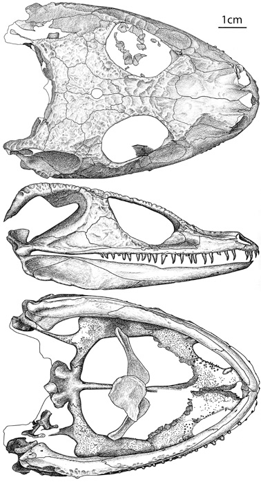 Dorsal, lateral and ventral illustrations of a prepared fossil skull