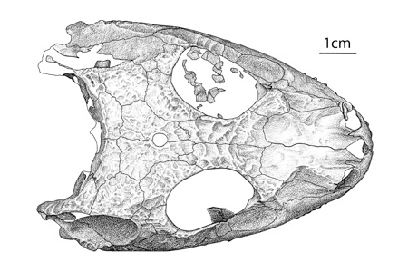 An illustration of a prepared fossil