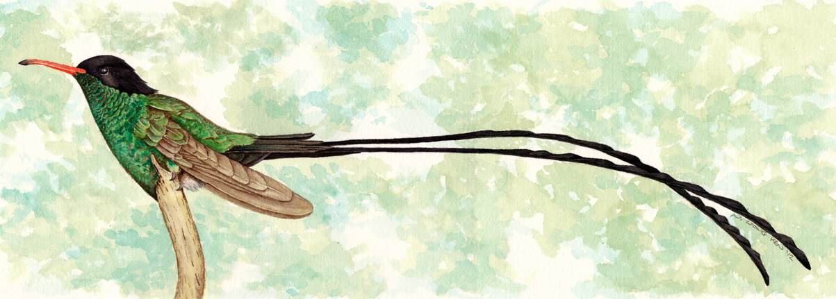 A watercolour illustration of a streamertail hummingbird