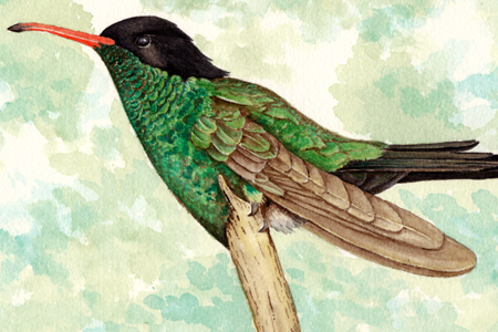 A watercolour illustration of a streamertail hummingbird