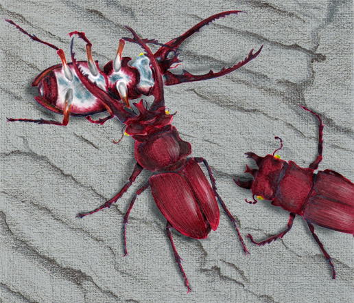 An illustration of stag beetles fighting