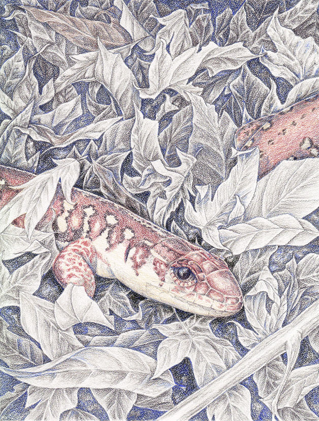 A reconstruction of an extinct lizard resting in leaf litter.