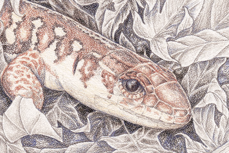 A reconstruction of an extinct lizard resting in leaf litter.