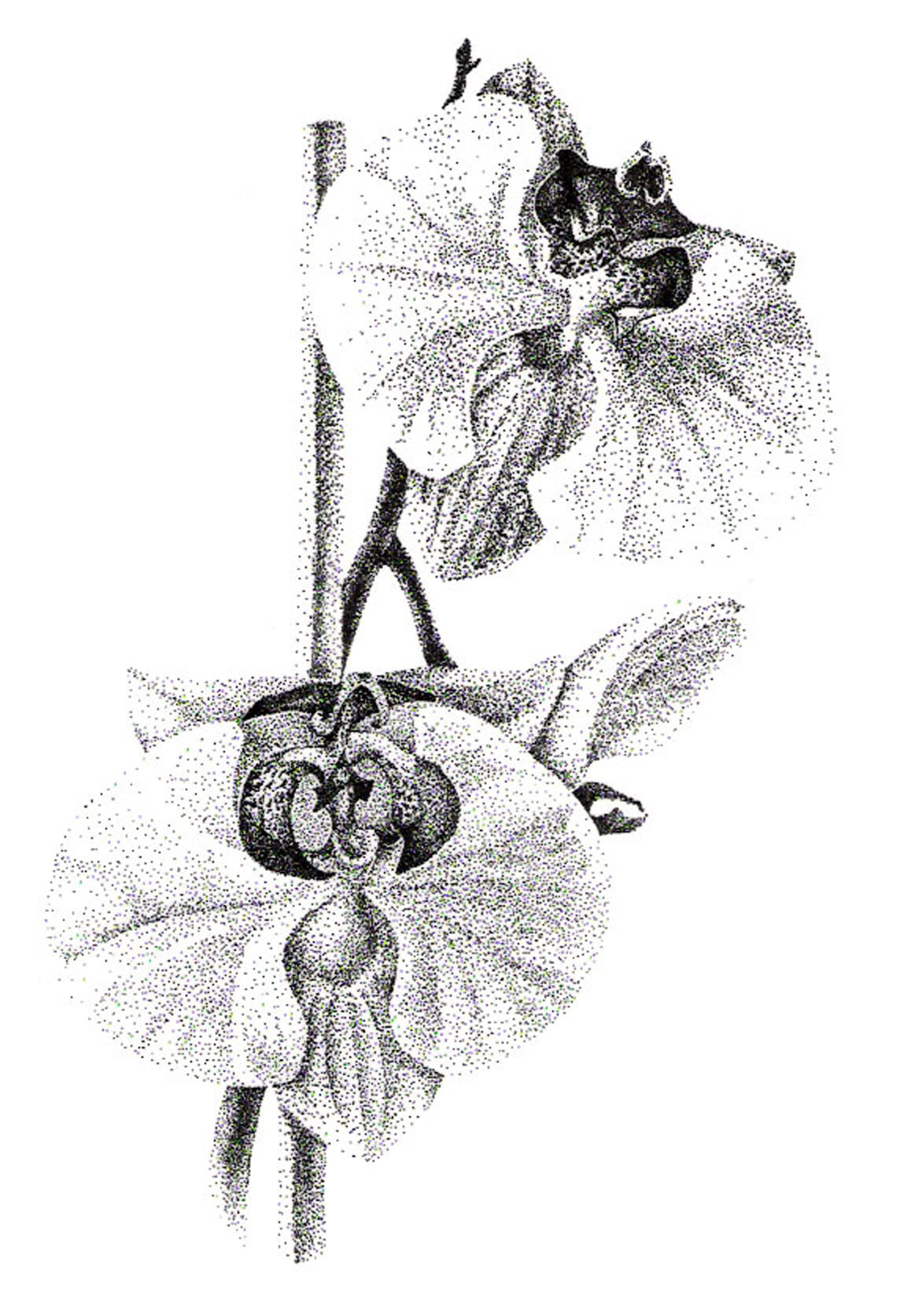 An illustration of an orchid