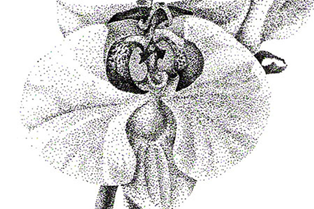 A stippled illustration of an orchid